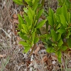 Plants: image 22 Of 92 Thumb